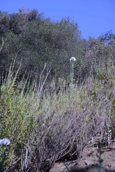 DSC_2049 (Large).JPG